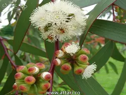 عرق اکالیپتوس