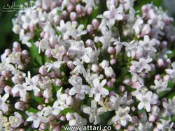 بذر سنبل الطیب