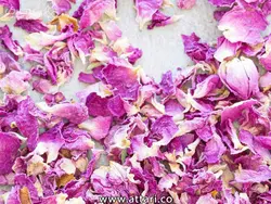 پودر گل محمدی