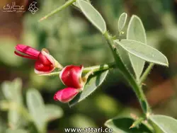 عرق ترنجبین