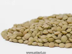 عدس ریز