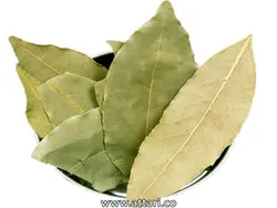 برگ بو خشک شده