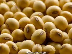 سویا و دانه سویا
