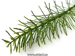 گیاه دم اسب