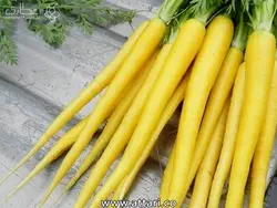 زردک