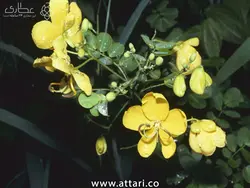 گیاه سنا
