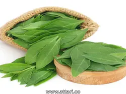 گیاه حنا