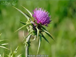 گیاه خار مریم