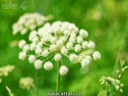 گیاه سنبل ختایی