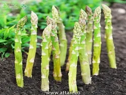 گیاه مارچوبه