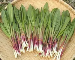 صابون تره کوهی
