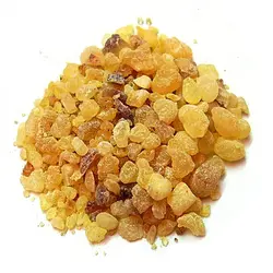 مصطکی اصل