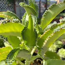 کود تقویتی گیاه اشک تمساح (بریوفیلوم)