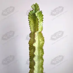 کود تقویتی کاکتوس افوربیا
