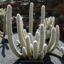 بذر کاکتوس اسپوستوآ میکس