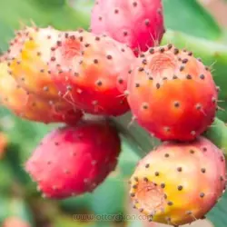 بذر کاکتوس اپونتیا میوه دار (گلابی خاردار)