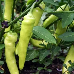 بذر فلفل سفید شیرین