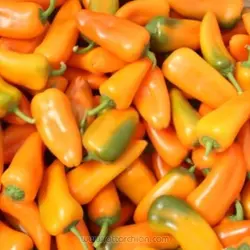 بذر فلفل کریمسون زرد