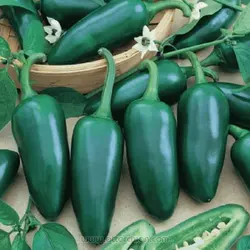 بذر فلفل هالوپینو (جالاپنو)