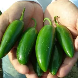 بذر فلفل تند فرنگی