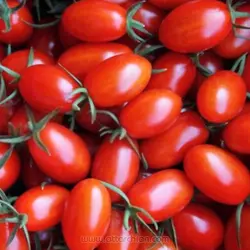 بذر گوجه تخم مرغی
