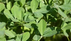 عرق شنبلیله