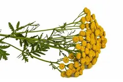 عرق بومادران