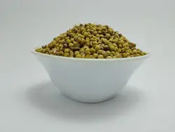 بذر گشنیز توپی 1000 گرم