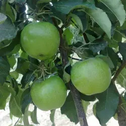 نهال سیب سبز فرانسه