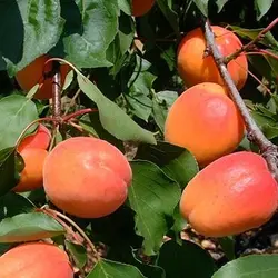 نهال زردآلو عسگرآبادی