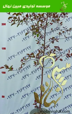 سیب ( زرد، گلاب ،قرمز ، سبز)