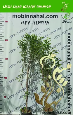 سیب ( زرد، گلاب ،قرمز ، سبز)