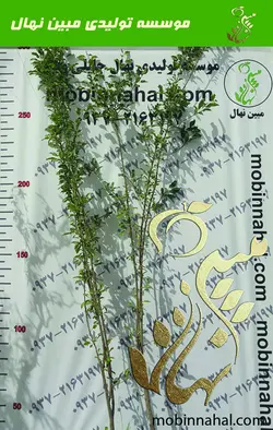 سیب ( زرد، گلاب ،قرمز ، سبز)