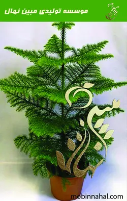 کاج  مطبق آپارتمانی