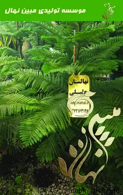 کاج  مطبق آپارتمانی