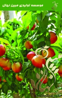 هلو و شلیل 4 ساله