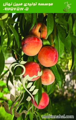 هلو(زعفرانی-هلو دیر رس-کاردی)