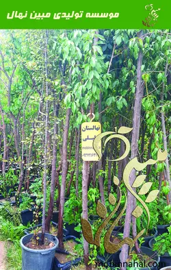 هلو(زعفرانی-هلو دیر رس-کاردی)