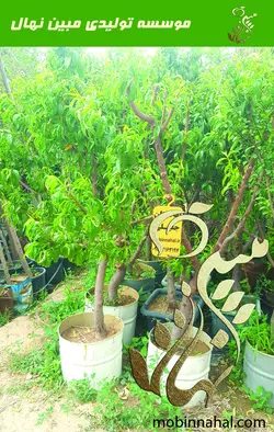 هلو(زعفرانی-هلو دیر رس-کاردی)