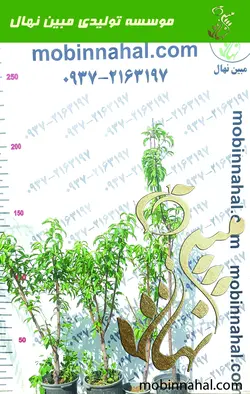 هلو(زعفرانی-هلو دیر رس-کاردی)