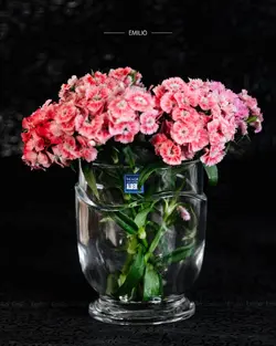 سرویس پذیرایی کریستال مورا