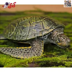 فیگور حیوانات ماکت لاک پشت دریایی بزرگ Fiqure of Turtle 459