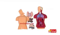 اسباب بازی آموزشی مولاژ نیم تنه (10 تکه) سایز بزرگ مدل The Human Body 3301