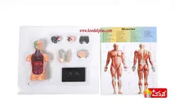 اسباب بازی آموزشی مولاژ نیم تنه (10 تکه) سایز کوچک مدل The Human Body 3305