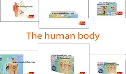 اسباب بازی آموزشی مولاژ کامل بدن مدل The Human Body 3302