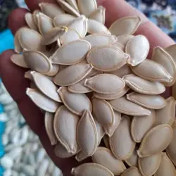 بذر کدو آجیلی