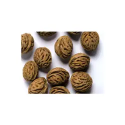 بذر درخت هلو