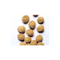 بذر درخت زردآلو