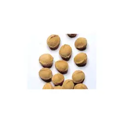 بذر درخت زردآلو