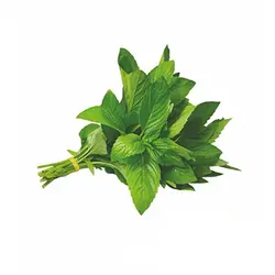 بذر سبزی ریحان سبز فله ای